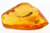 Detailed Fossil Adult Leafhopper and Plant Splint in Baltic Amber #275425-1